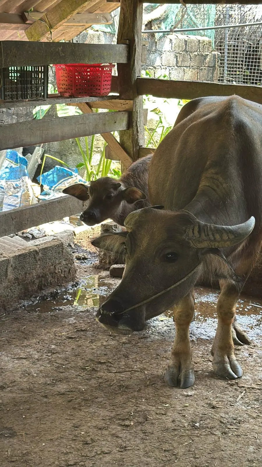 A buffalo and its calf under a timber shelter beside the house